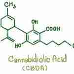CBDA Cannabinoids