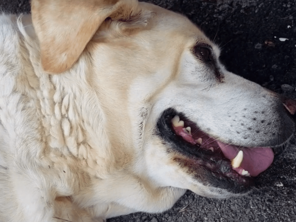 Heatstroke in Dogs